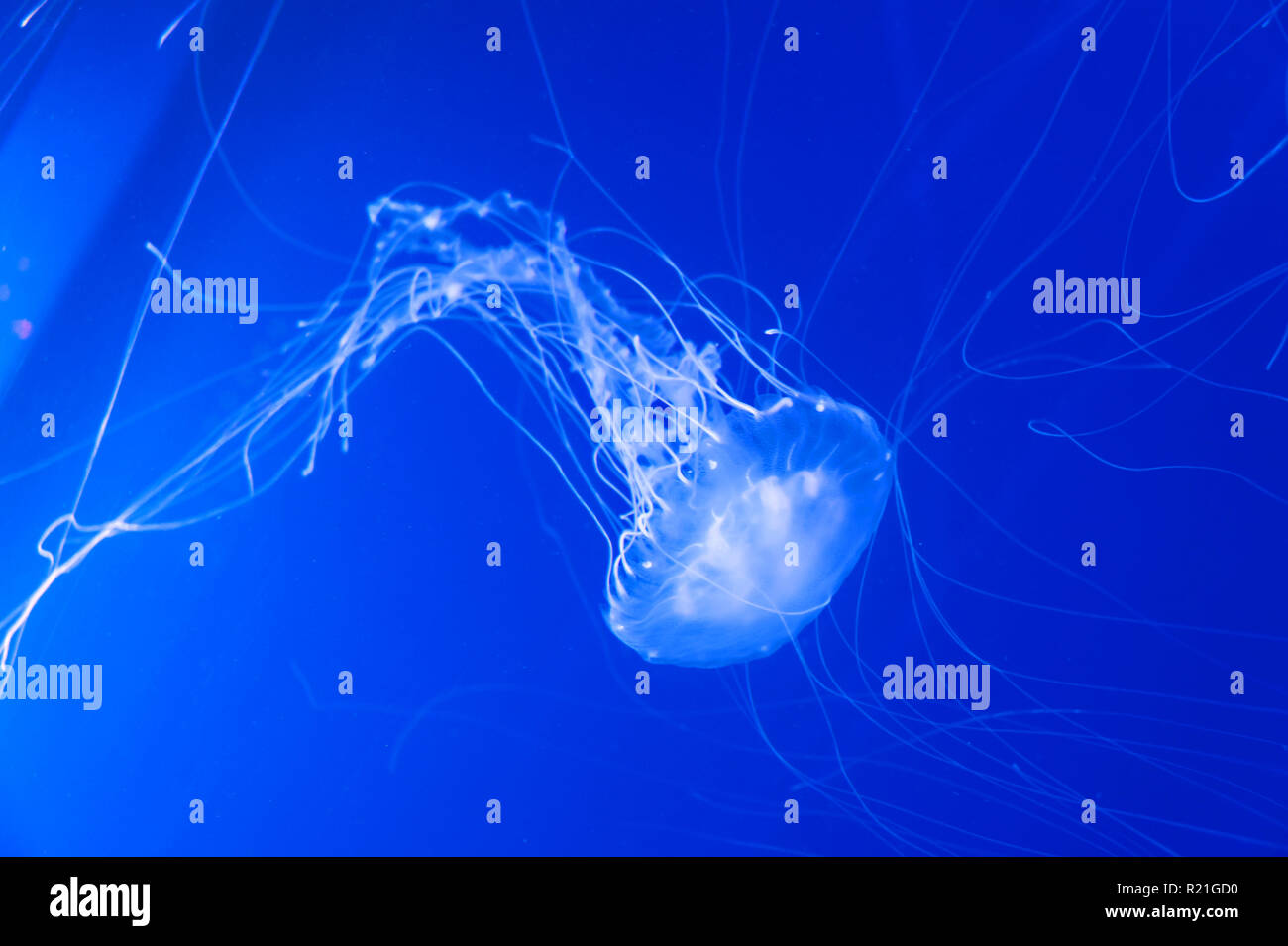 Oceano atlantico ortica meduse nel oceanografo costruzione presso la Città  delle Arti e delle Scienze di Valencia, Spagna Foto stock - Alamy