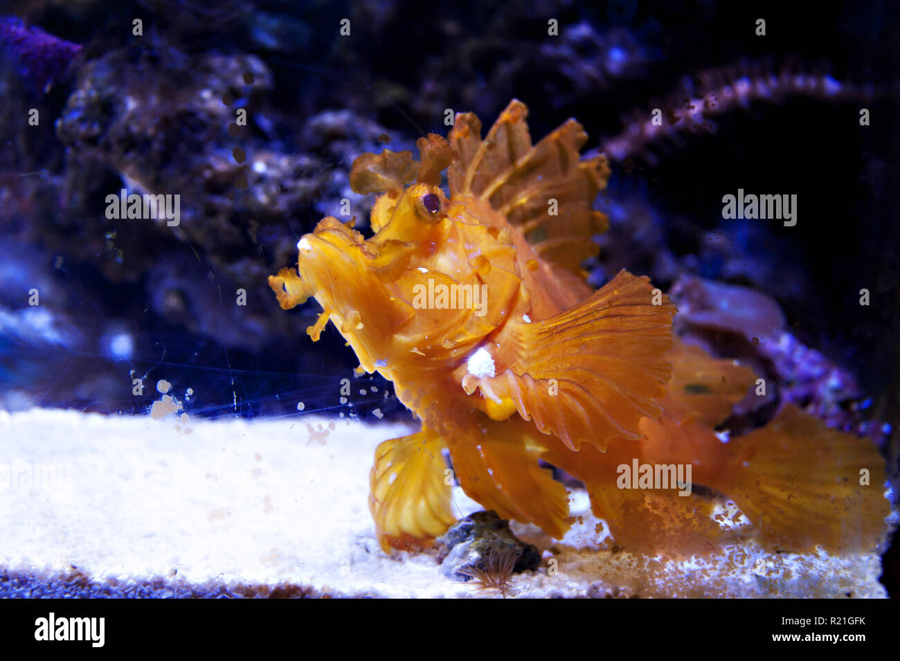 Esotici scorfani giallo nell'Oceanografo costruzione presso la Città delle Arti e delle Scienze di Valencia, Spagna. Foto Stock