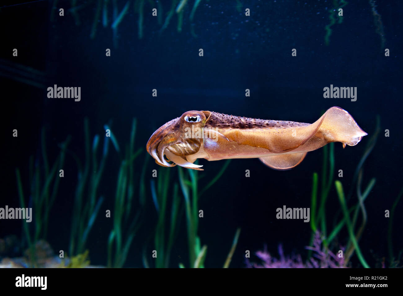Calamari squid nell'Oceanografo presso la Città delle Arti e delle Scienze di Valencia, Spagna. Foto Stock