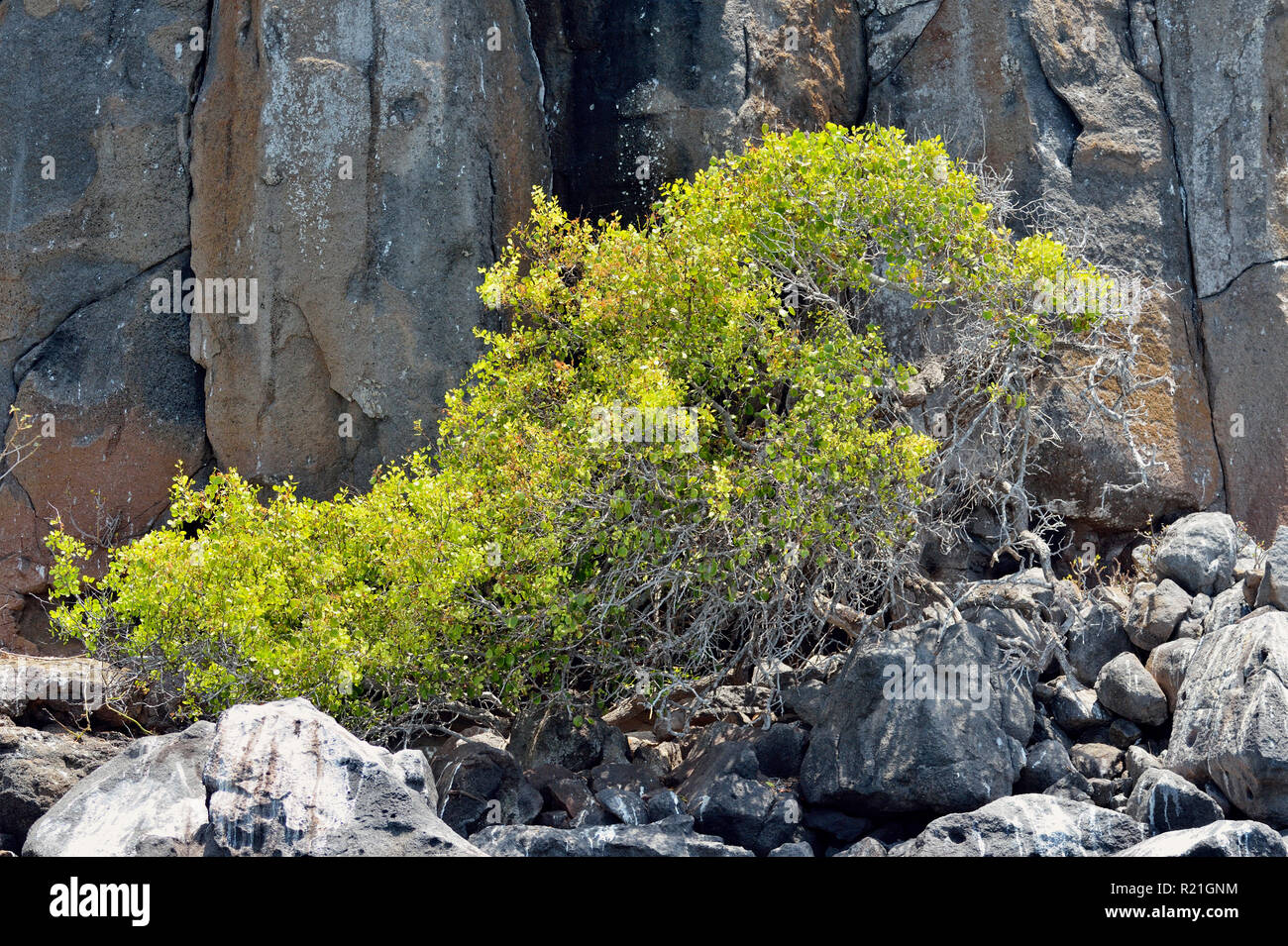 Arbusto verde nella stagione delle piogge, Isole Galapagos National Park, Nord Seymore Isola,, Ecuador Foto Stock