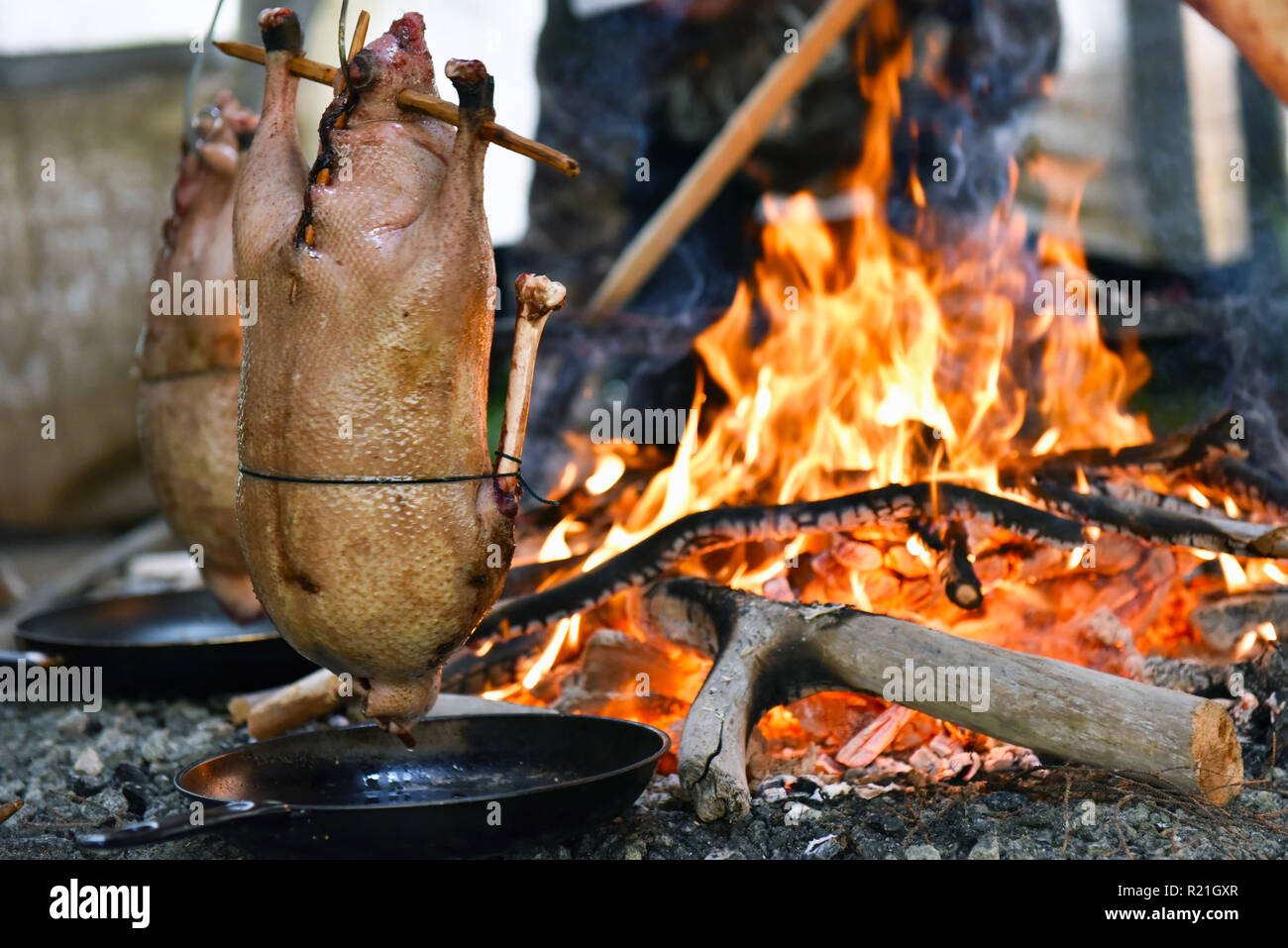Oche selvatiche la cottura a fuoco , comunità indigena , Northern Quebec Foto Stock