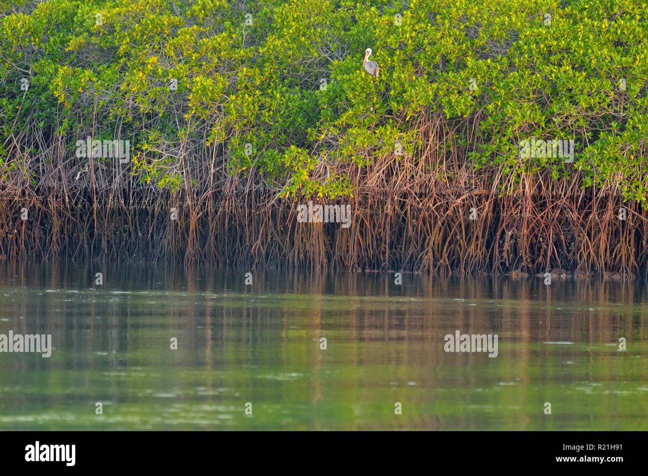 Alberi di mangrovia riflessa nell'acqua, isole Galapagos National Park, Isola di Santa Cruz, Black Turtle Cove, Ecuador Foto Stock