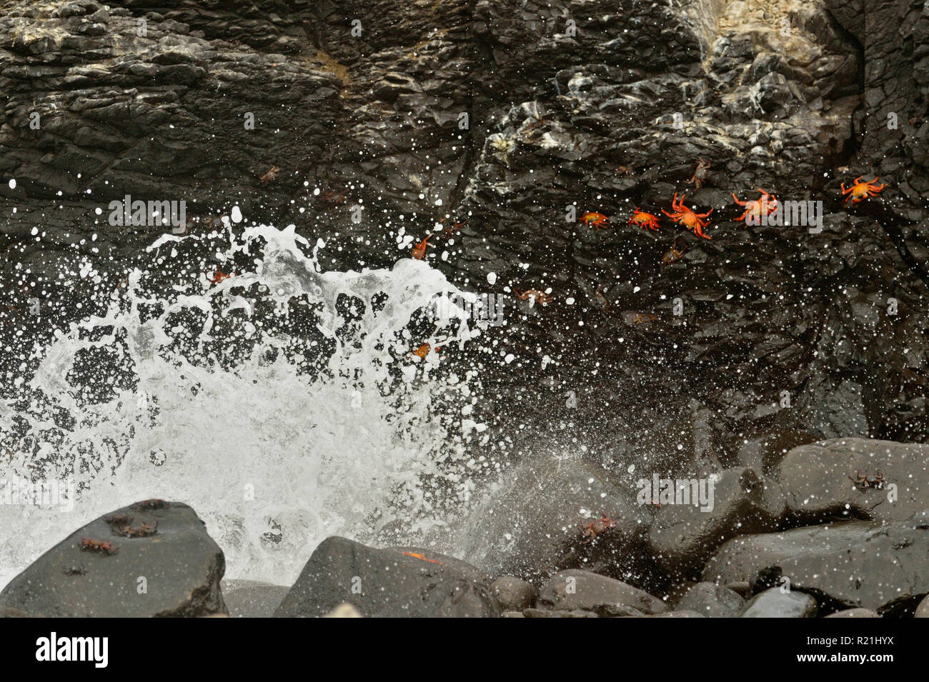 Sally Lightfoot granchi aggrappati a rocce al di sopra della zona di splash, Isole Galapagos National Park, Espanola (il cofano) Isola, Punta Suarez, Ecuador Foto Stock
