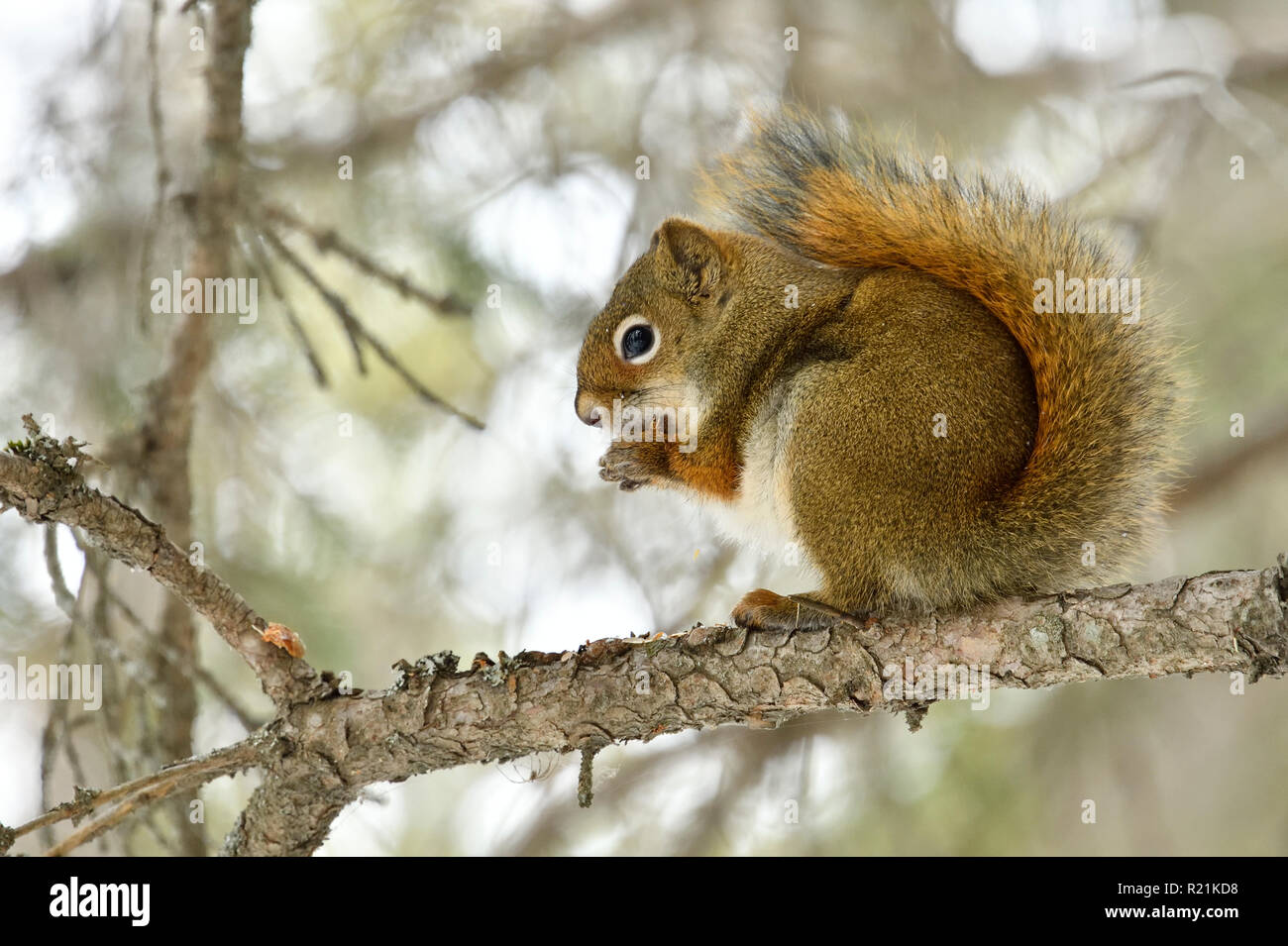 Uno scoiattolo rosso 'Tamiasciurus hudsonicus' seduto su un ramo di albero di mangiare un cono di abete rosso nelle zone rurali di Alberta in Canada Foto Stock