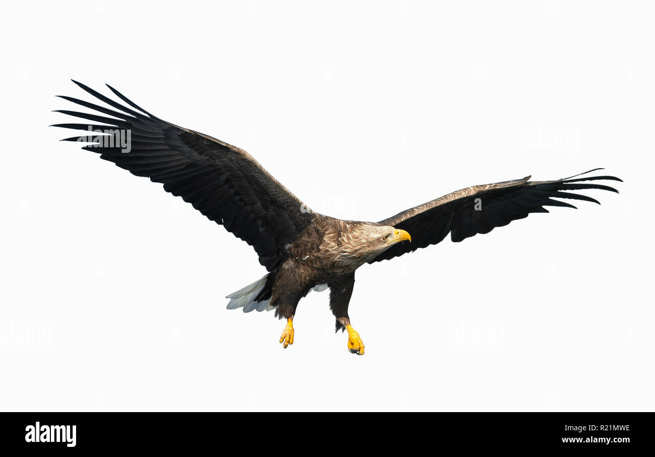 Adulto bianco-tailed eagle in volo. Isolato su sfondo bianco. Nome scientifico: Haliaeetus albicilla, noto anche come il ern, erne, grigio eagle, Eura Foto Stock