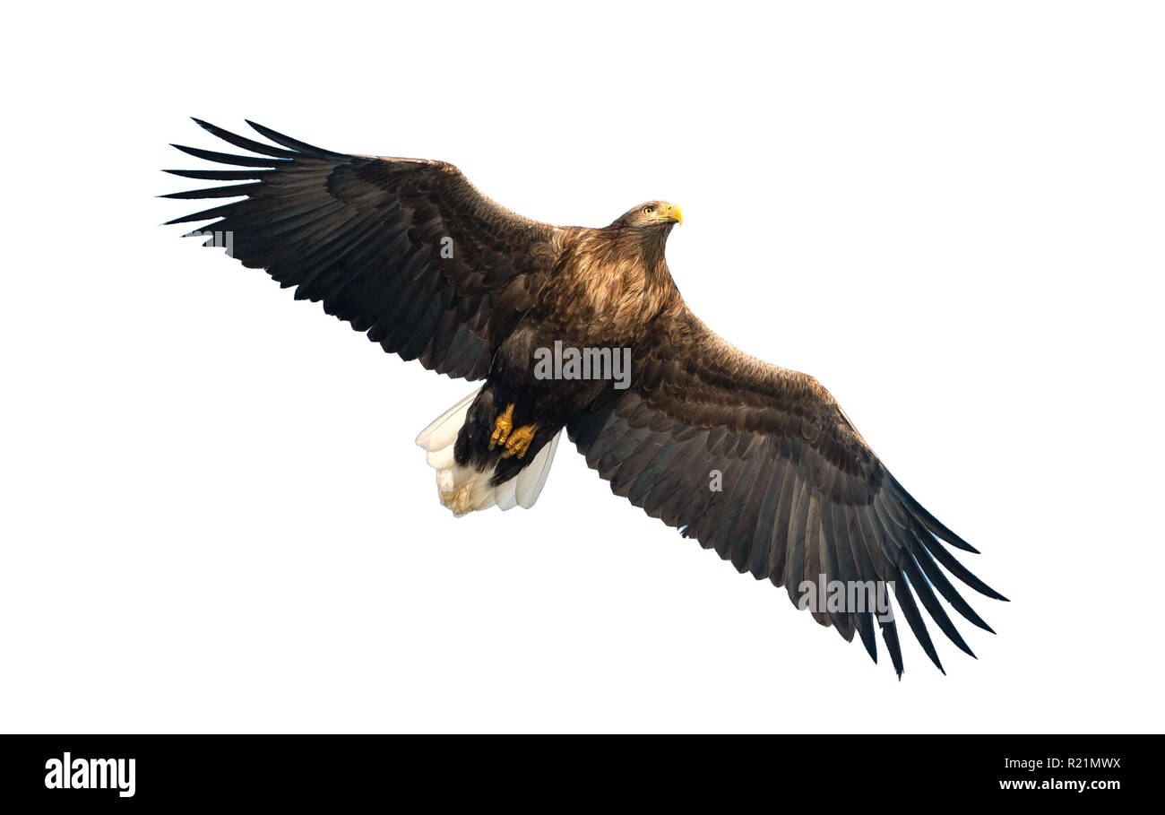 Adulto bianco-tailed eagle in volo. Isolato su sfondo bianco. Nome scientifico: Haliaeetus albicilla, noto anche come il ern, erne, grigio eagle, Eura Foto Stock
