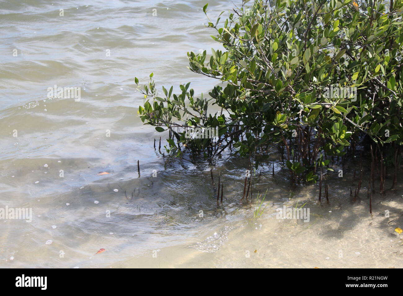 Una mangrovia al bordo dell'acqua Foto Stock