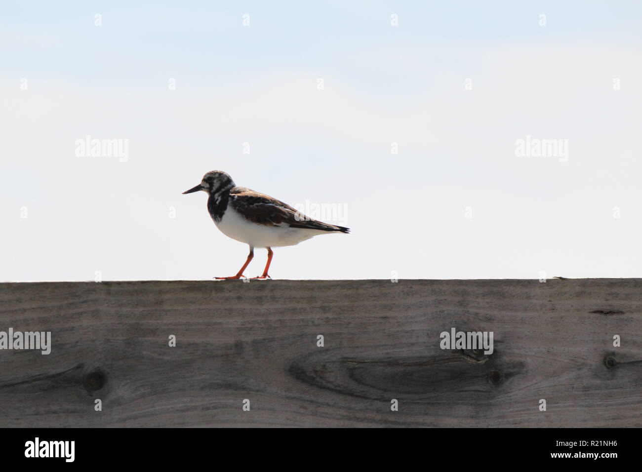 Un uccello su un dock Foto Stock