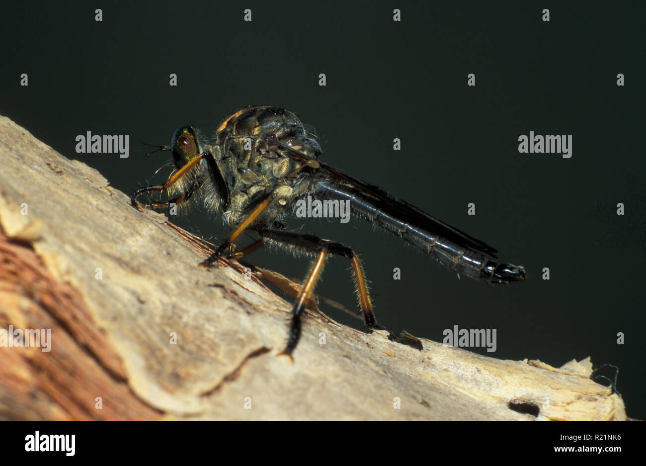 MOSCA LADRA ADULTA ANCHE CONOSCIUTA COME MOSCA ASSASSINA (ASCILIDAE) IN RIPOSO SULLA CORCE DI UN ALBERO, AUSTRALIA. Foto Stock