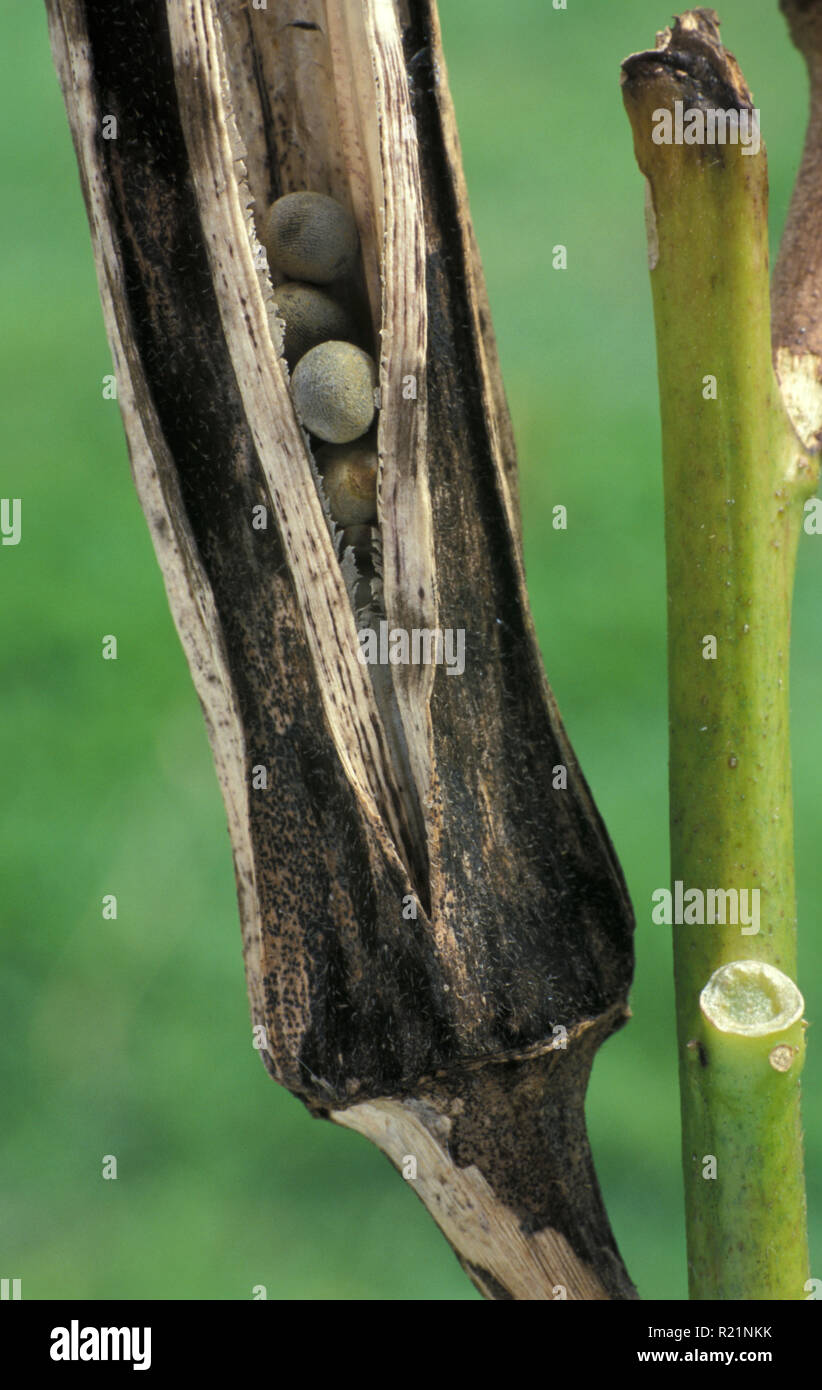 L'Okra (ABELMOSCHUS ESCULENTUS) COPPIA POD, MALVACEAE Foto Stock