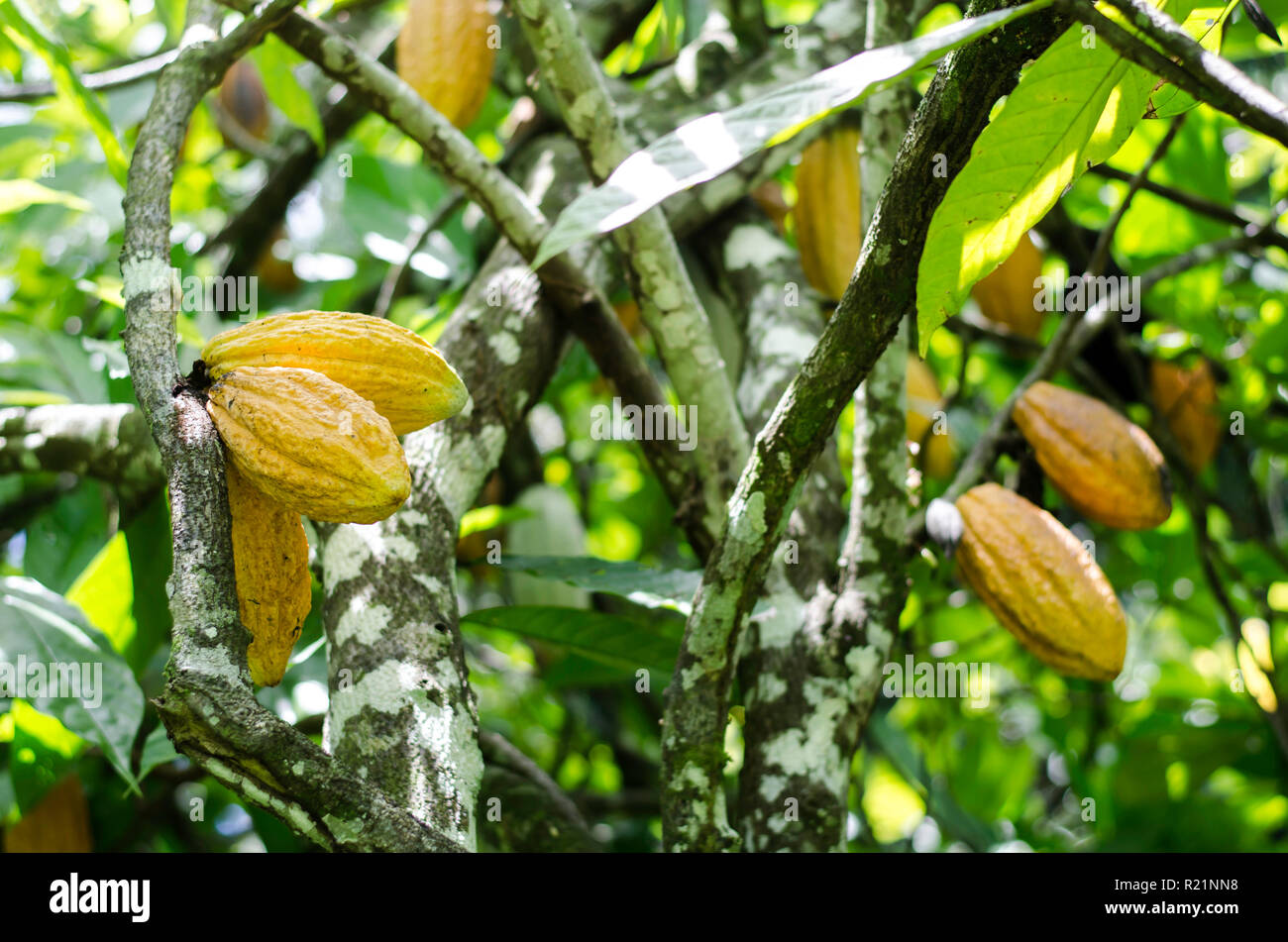 Mature cacao Cialde sulla struttura ad albero Foto Stock