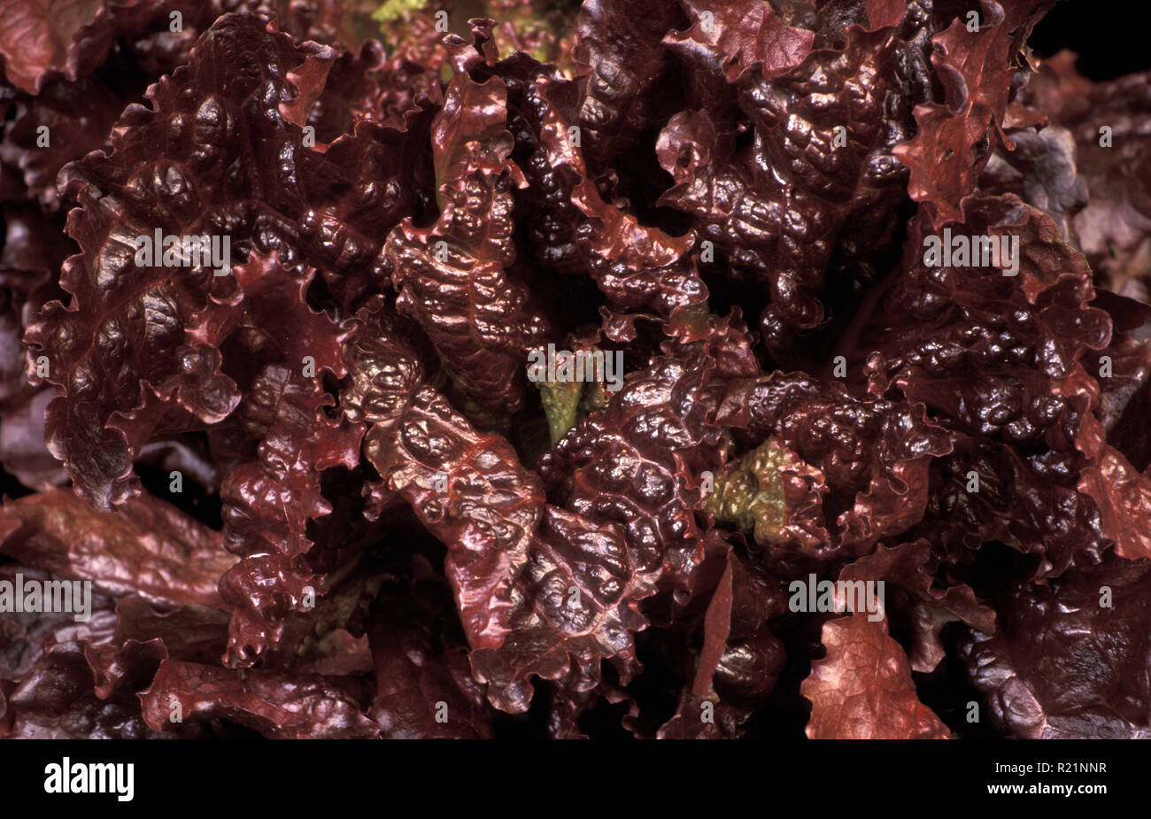 Raccolte le lattughe "LVET' (Lactuca sativa) ASTERACEAE. Foto Stock