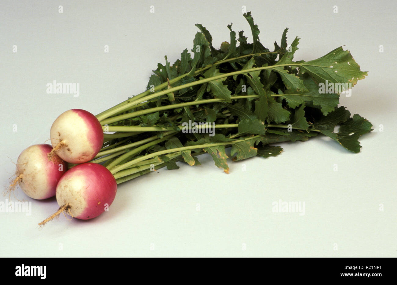 Raccolte le rape " Viola Bianco superiore globo' (Brassica rapa. RAPIFERA GRUPPO) BRASSICACEAE Foto Stock