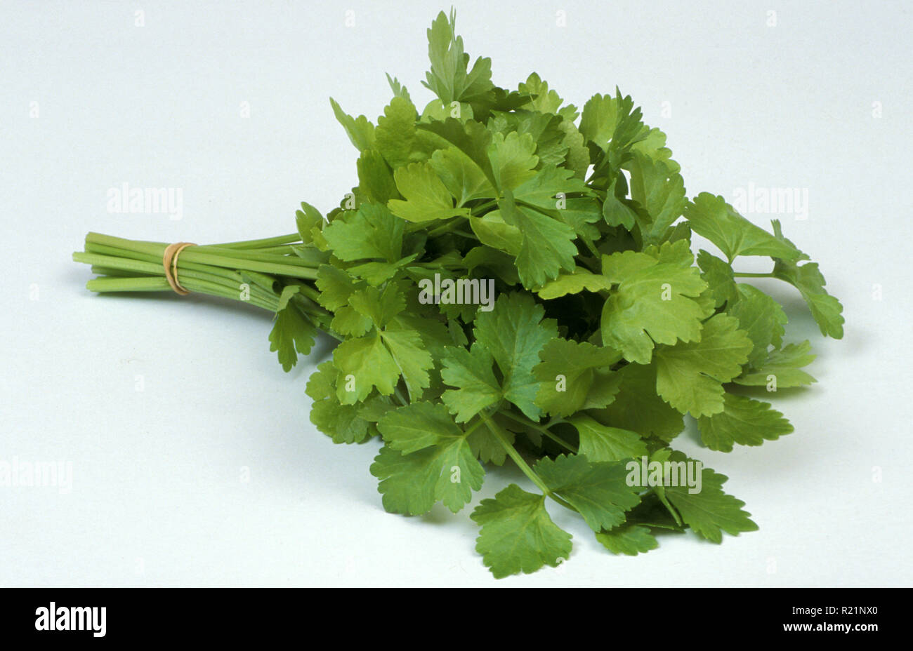 Zuppa cinese (sedano Apium graveolens) è una pianta di palude nella famiglia Apiaceae che è stata coltivata come un vegetale. Foto Stock