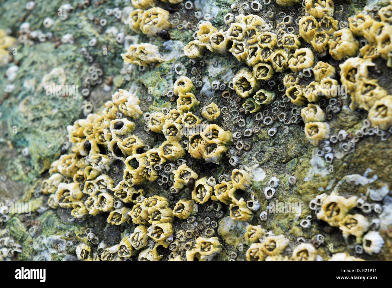 Close up cirripedi su una roccia durante la bassa marea Foto Stock
