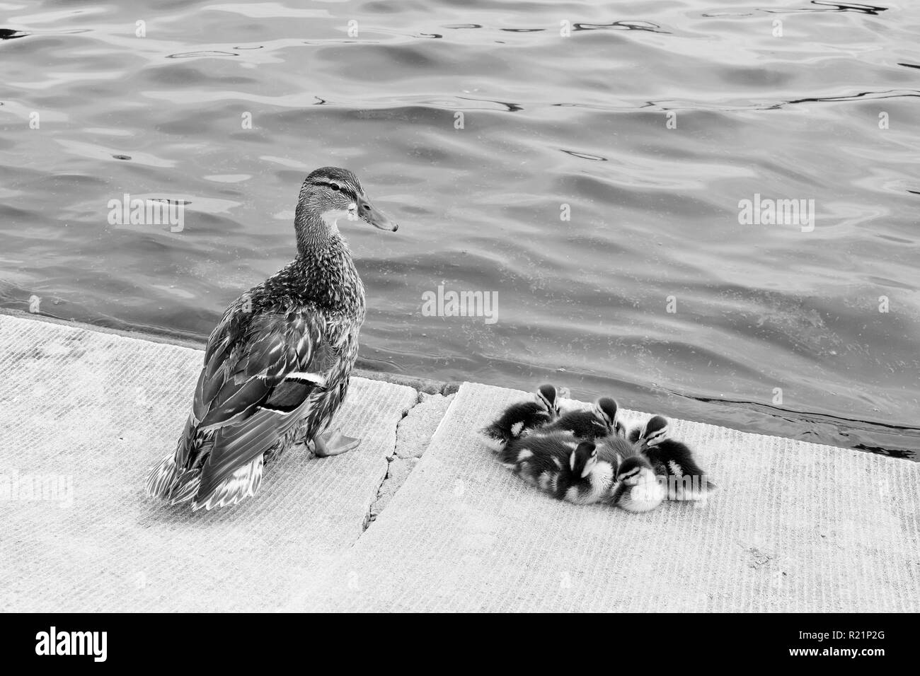 Madre di anatra e di suoi anatroccoli in bianco e nero Foto Stock
