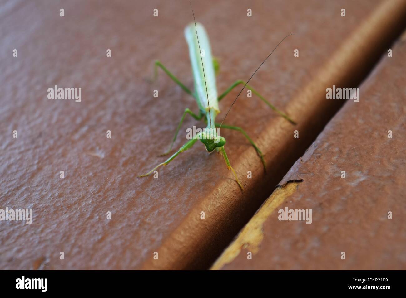 Close up della mantide religiosa Foto Stock