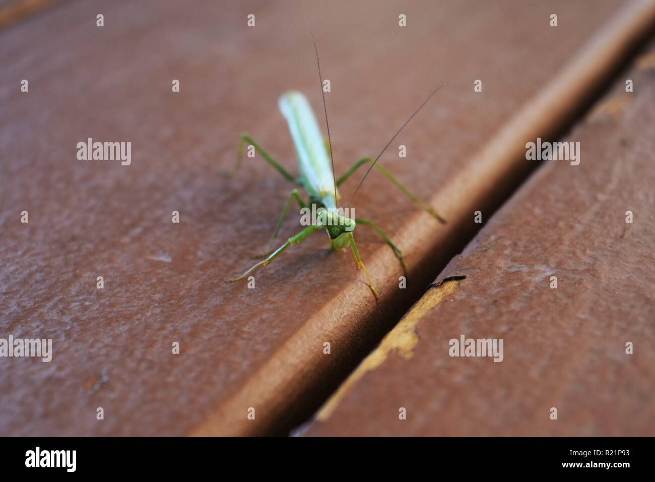 Close up della mantide religiosa Foto Stock