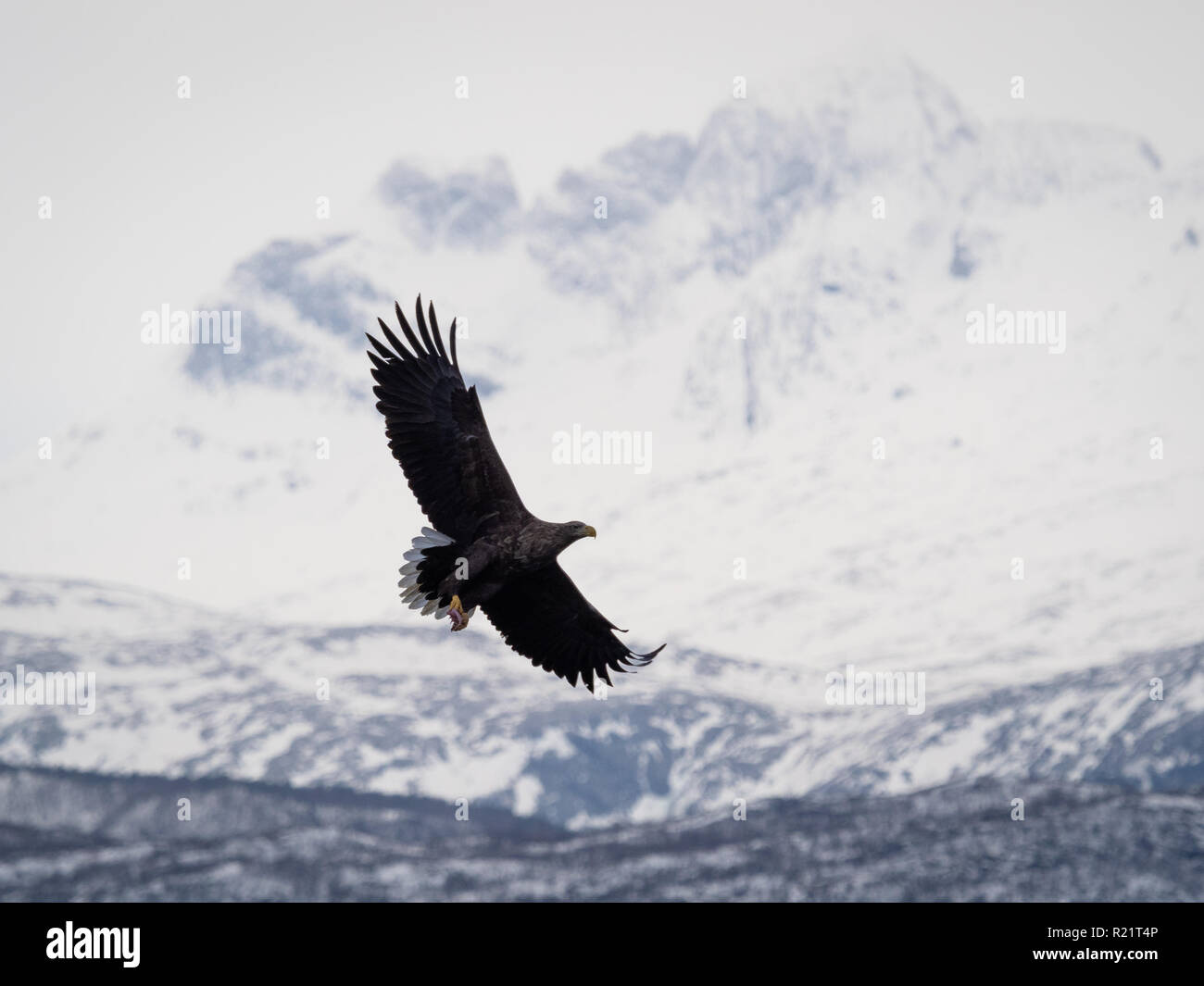 White Tailed Eagle battenti con montagna in background. Foto Stock