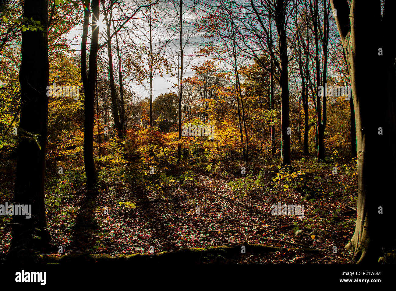 Foresta di Stansted Foto Stock