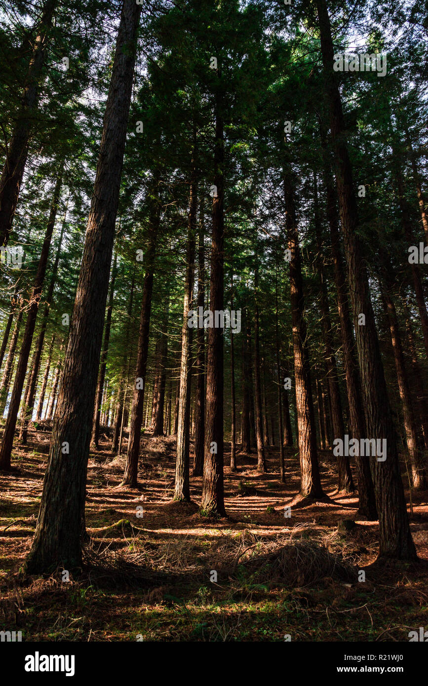 Il Bosco Di Conifere In Autunno Foto Stock Alamy