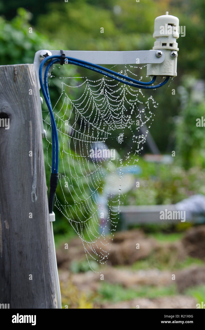 La ragnatela si è sparsa su un sistema di irrigazione controllato nella comunità Garden, Yarmouth, ME Foto Stock