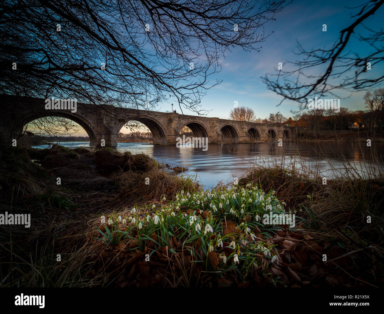 Primi fiori di stagione lungo il fiume Dee in Aberdeen, Scozia. Foto Stock