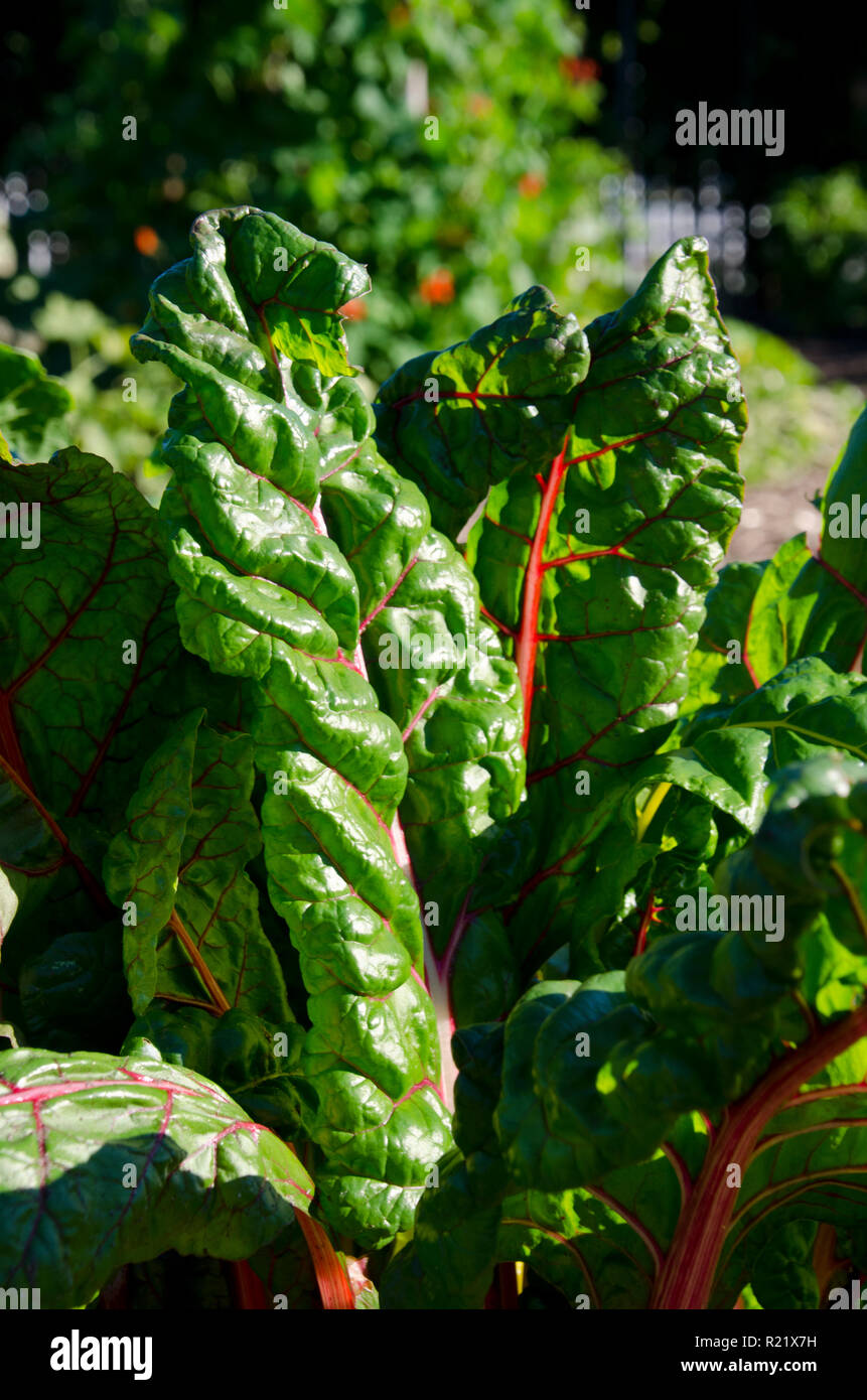 Le bietole che cresce in giardino, orto comunitario, Maine, Stati Uniti d'America Foto Stock