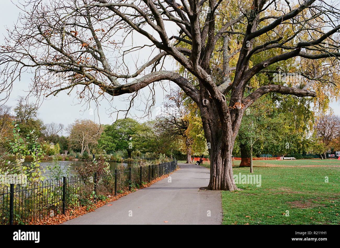 Il percorso e gli alberi dal lago in Clissold Park, Stoke Newington, North London REGNO UNITO Foto Stock