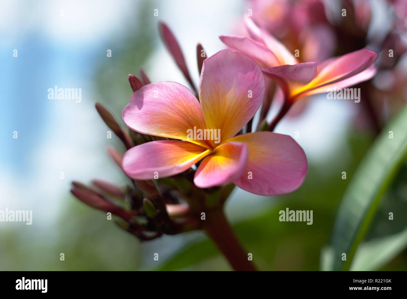 Fiore di frangipani contro il cielo Foto Stock