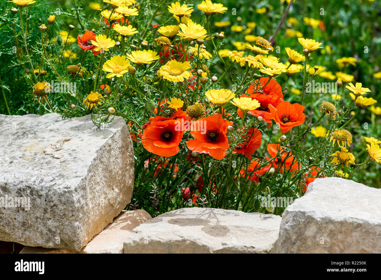 Fiori Selvatici in primavera, papavero rosso e giallo crown daisy Foto Stock