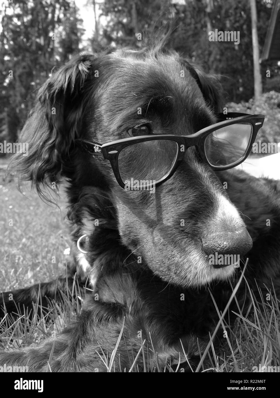 Il cane intellettuale Foto Stock