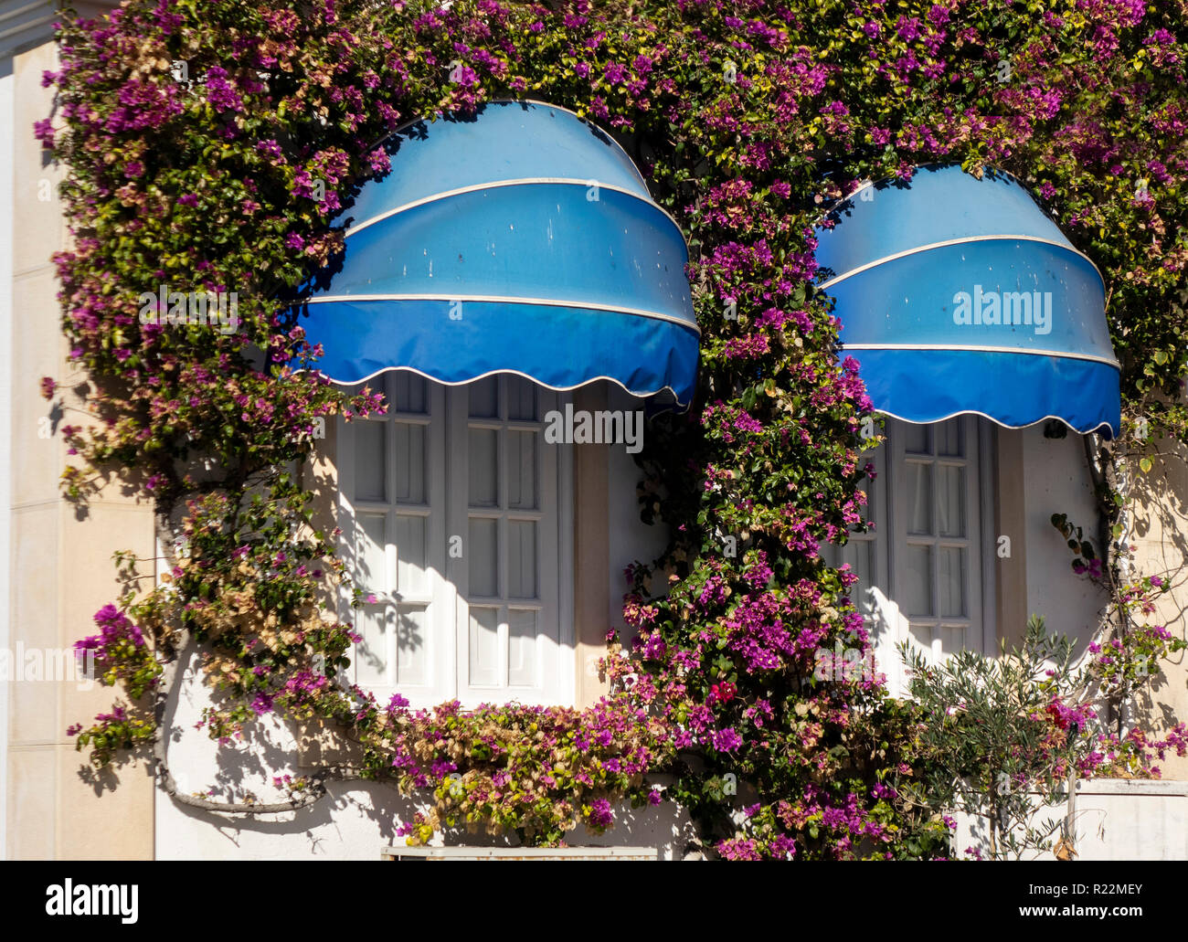 Due Windowqs con ombrelloni blu incorniciato con buganvillee fiorite di piante di vite Foto Stock
