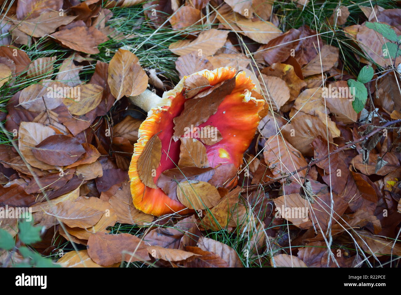 Fly agaric - amanita muscaria fungo, con il suo caratteristico cappuccio rosso e bianco spot velenosi in piena fioritura in autunno foresta in Germania. Foto Stock