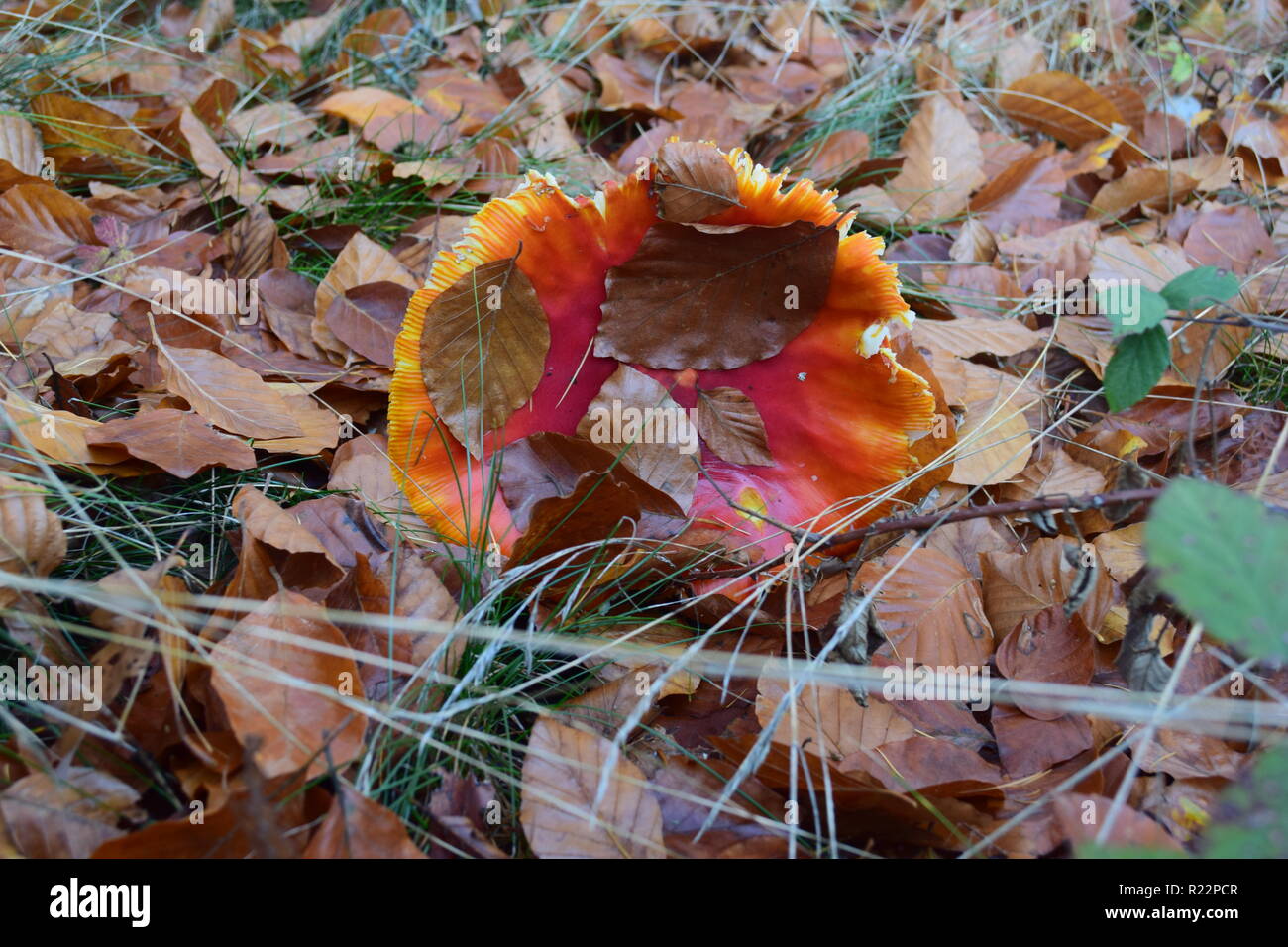 Fly agaric - amanita muscaria fungo, con il suo caratteristico cappuccio rosso e bianco spot velenosi in piena fioritura in autunno foresta in Germania. Foto Stock