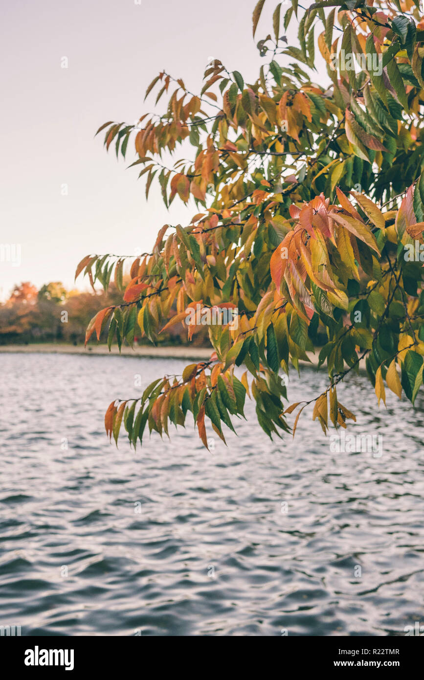 Vista del bacino di marea a Washington D.C. con foglie di autunno Foto Stock