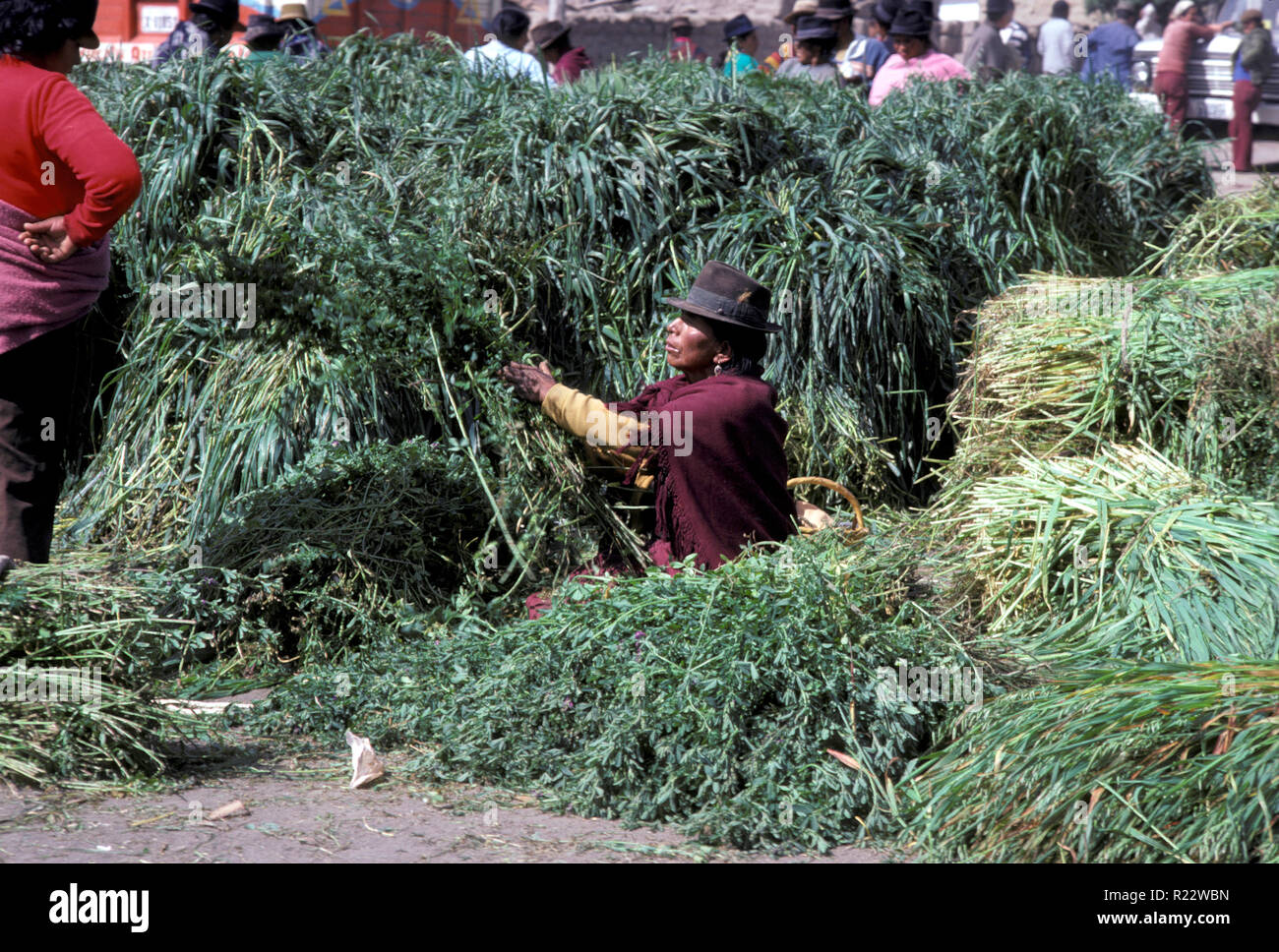 Non 334099 ECUADOR Mercato Saquisili Foto Stock