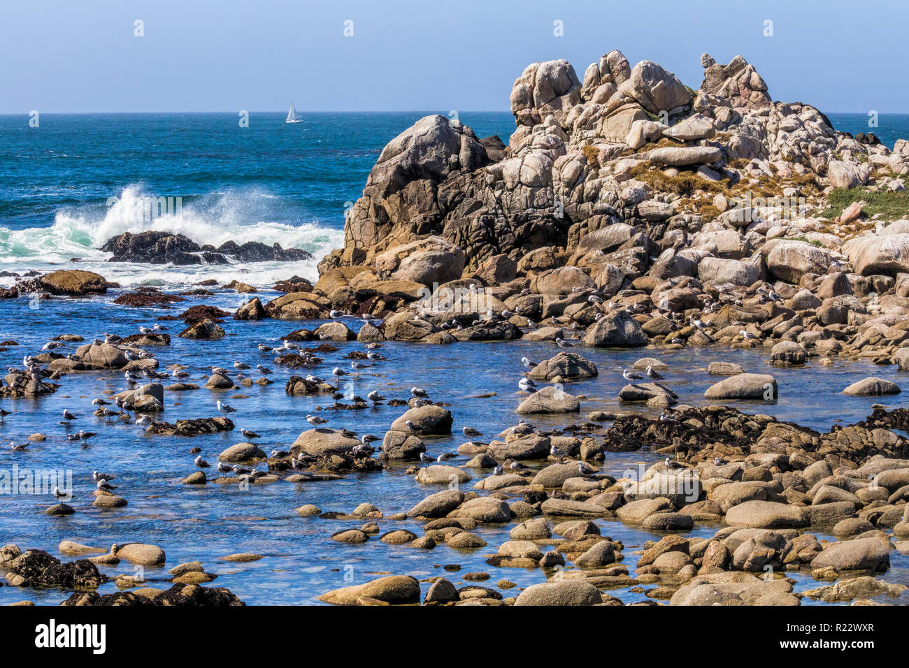 Gabbiani resto sulle rocce circondato da pozze di marea come le onde del mare crash e una barca a vela è visto in background sulla costa di Pacific Grove, Californi Foto Stock