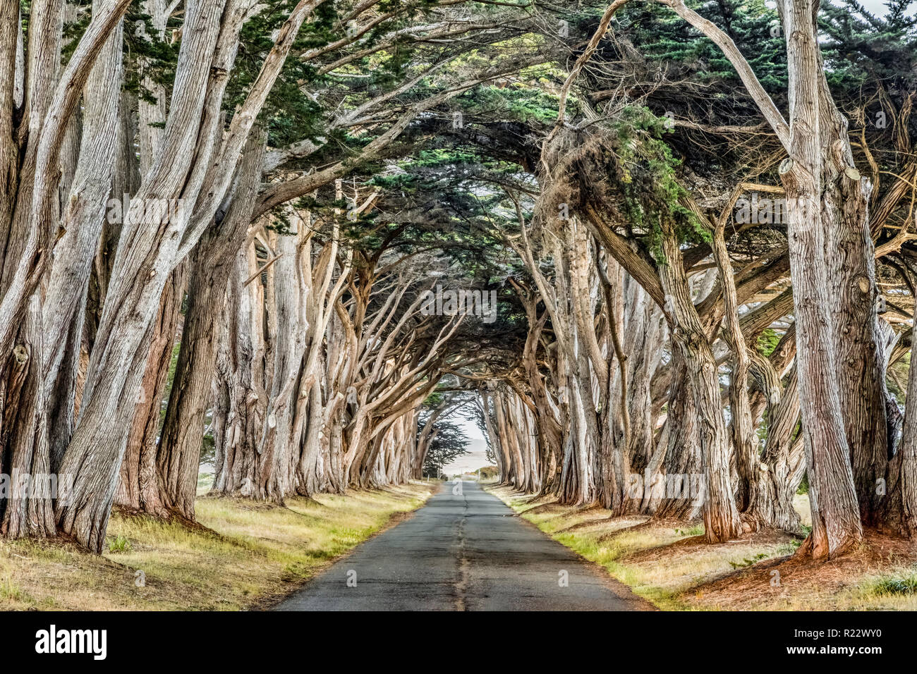 Piantate negli anni trenta del novecento, un tunnel di Monterey cipressi può essere trovato alla California's Point Reyes National Seashore. Foto Stock