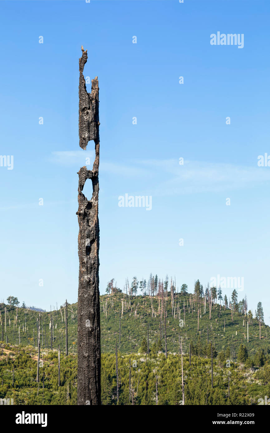 Un albero bruciato tronco si erge ancora, anni dopo un incendio in un bosco vicino alla foresta all'interno della California N Yosemite National Park. Foto Stock