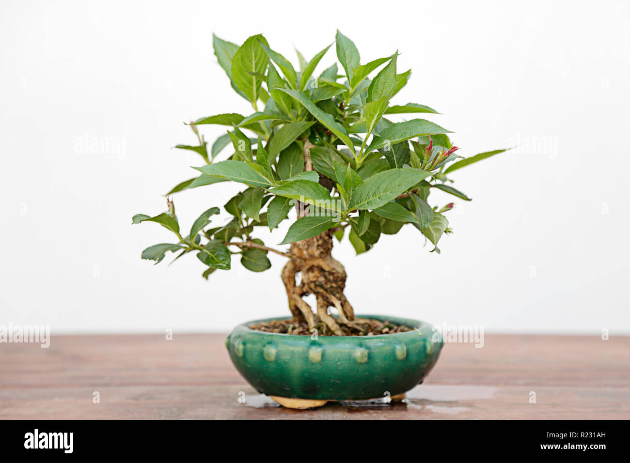 Weigelia bristol rubi bonsai su una tavola di legno e sfondo bianco Foto Stock