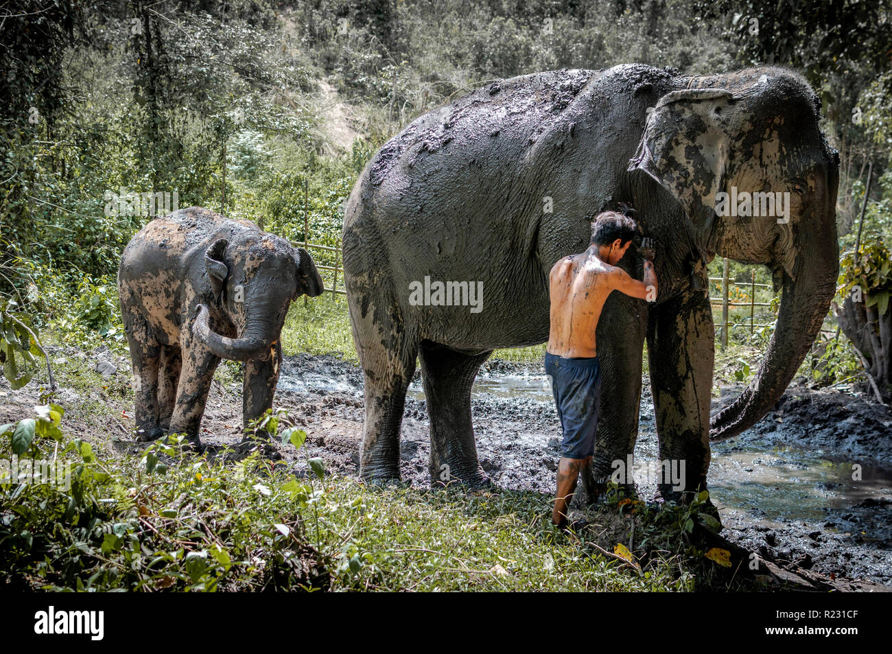 Gli elefanti avente il bagno di fango nel profondo della foresta del Nord di Chiang Mai, Thailandia. Asia. Foto Stock