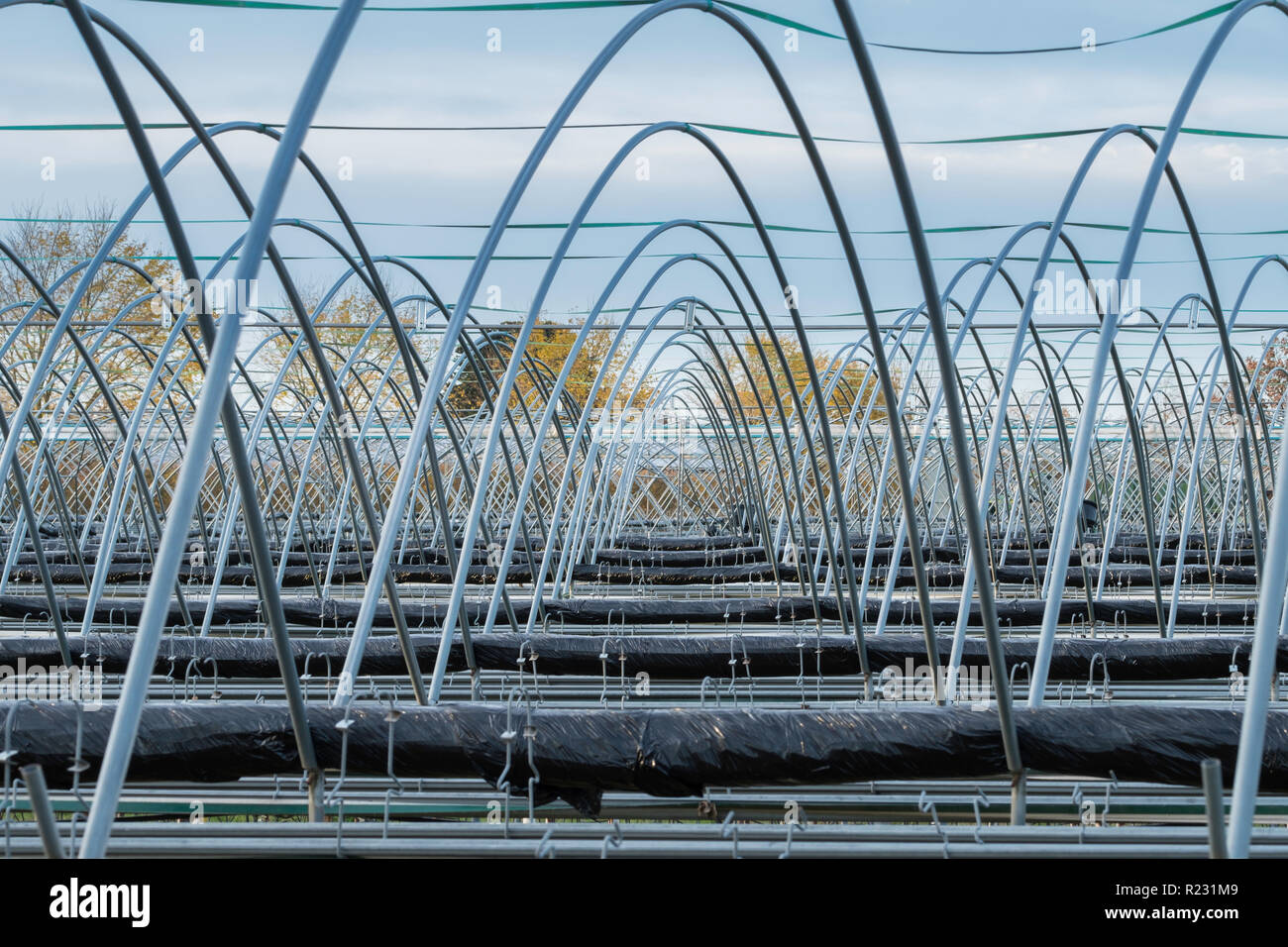 Coltivatori di fragole polytunnels fuori stagione con i coperchi rimossi per proteggerli dalle intemperie. Foto Stock Coltivatori di fragole polytunnels fuori stagione con i coperchi rimossi per proteggerli dalle intemperie. Foto Stock