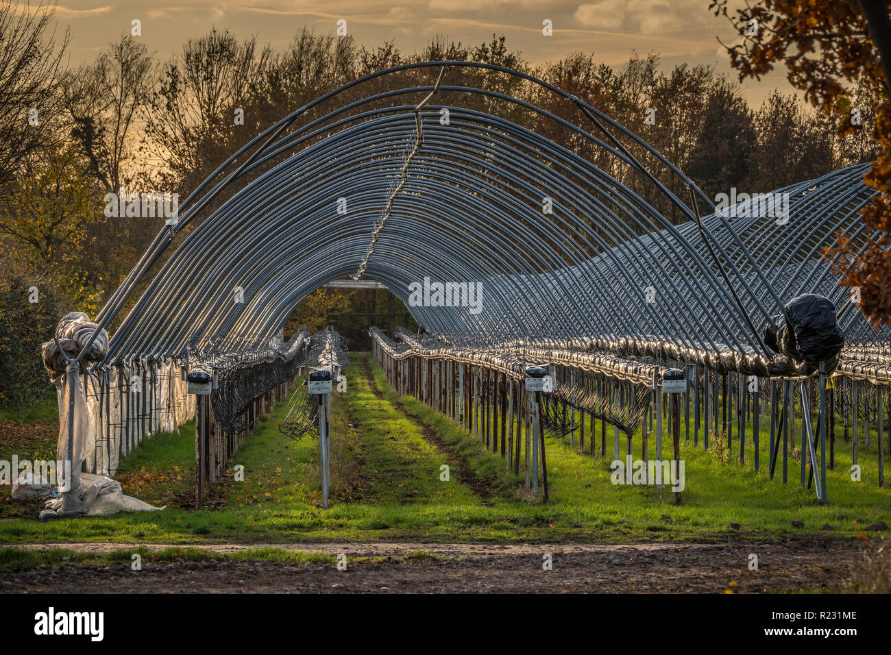 Coltivatori di fragole polytunnels fuori stagione con i coperchi rimossi per proteggerli dalle intemperie. Foto Stock Coltivatori di fragole polytunnels fuori stagione con i coperchi rimossi per proteggerli dalle intemperie. Foto Stock