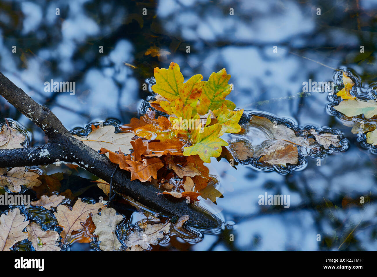 Primo piano di foglie di autunno e di un ramo che è caduto in una pozza di acqua con la riflessione di alberi in background Foto Stock