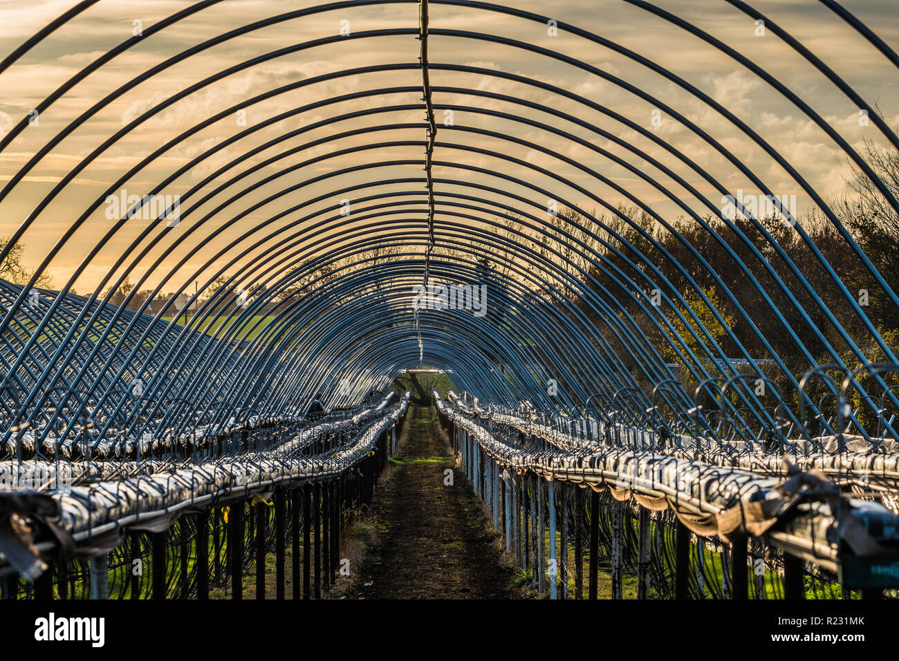 Coltivatori di fragole polytunnels fuori stagione con i coperchi rimossi per proteggerli dalle intemperie. Foto Stock Coltivatori di fragole polytunnels fuori stagione con i coperchi rimossi per proteggerli dalle intemperie. Foto Stock