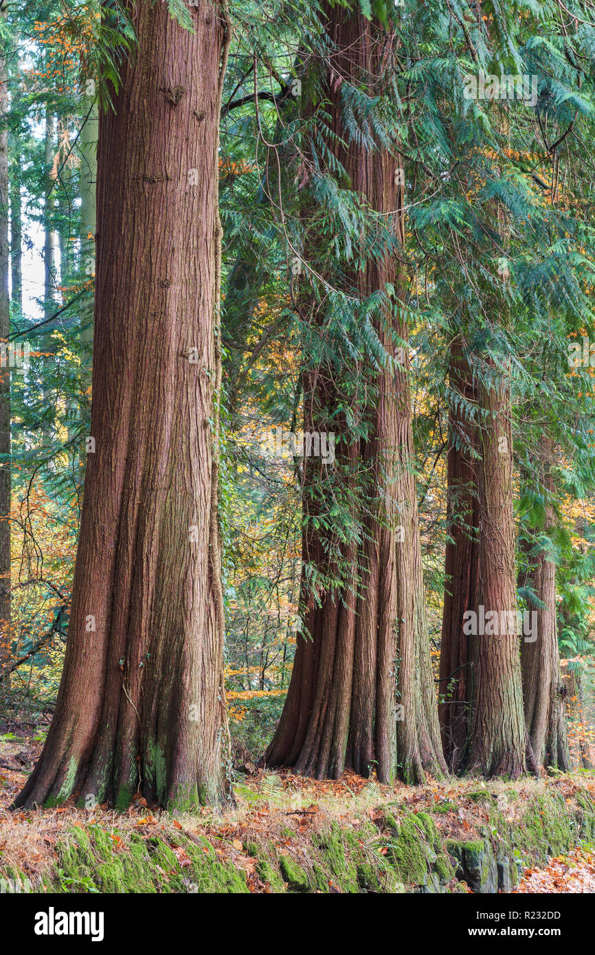 Wye Valley, Monmouthshire, Galles, Western Red Cedar alberi, Thuia plicata nella canzone legno, Foto Stock