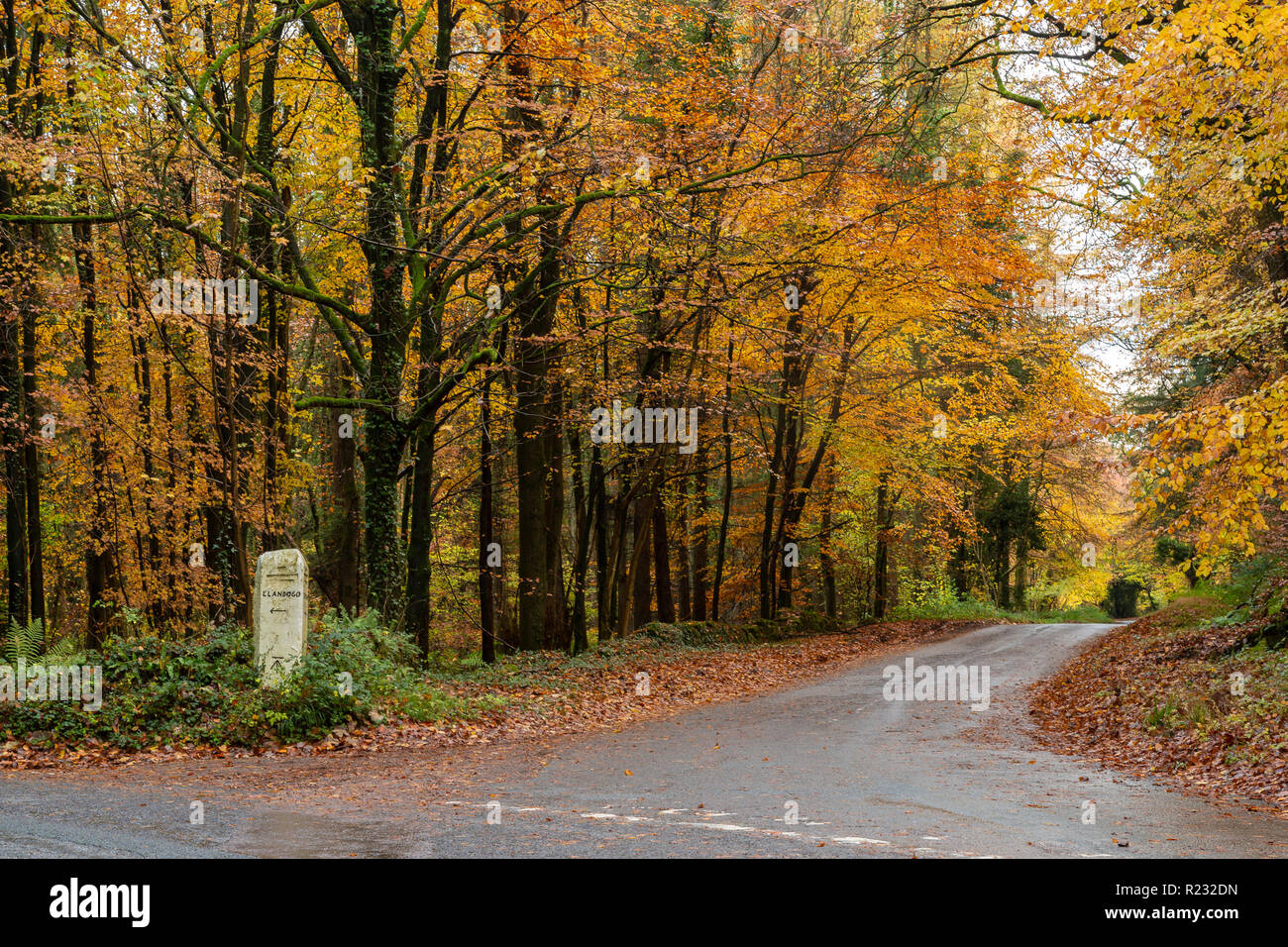 Wye Valley, Monmouthshire, Galles. Giunzione di Llandogo e Tintern Road, affare legno, autunno, REGNO UNITO Foto Stock