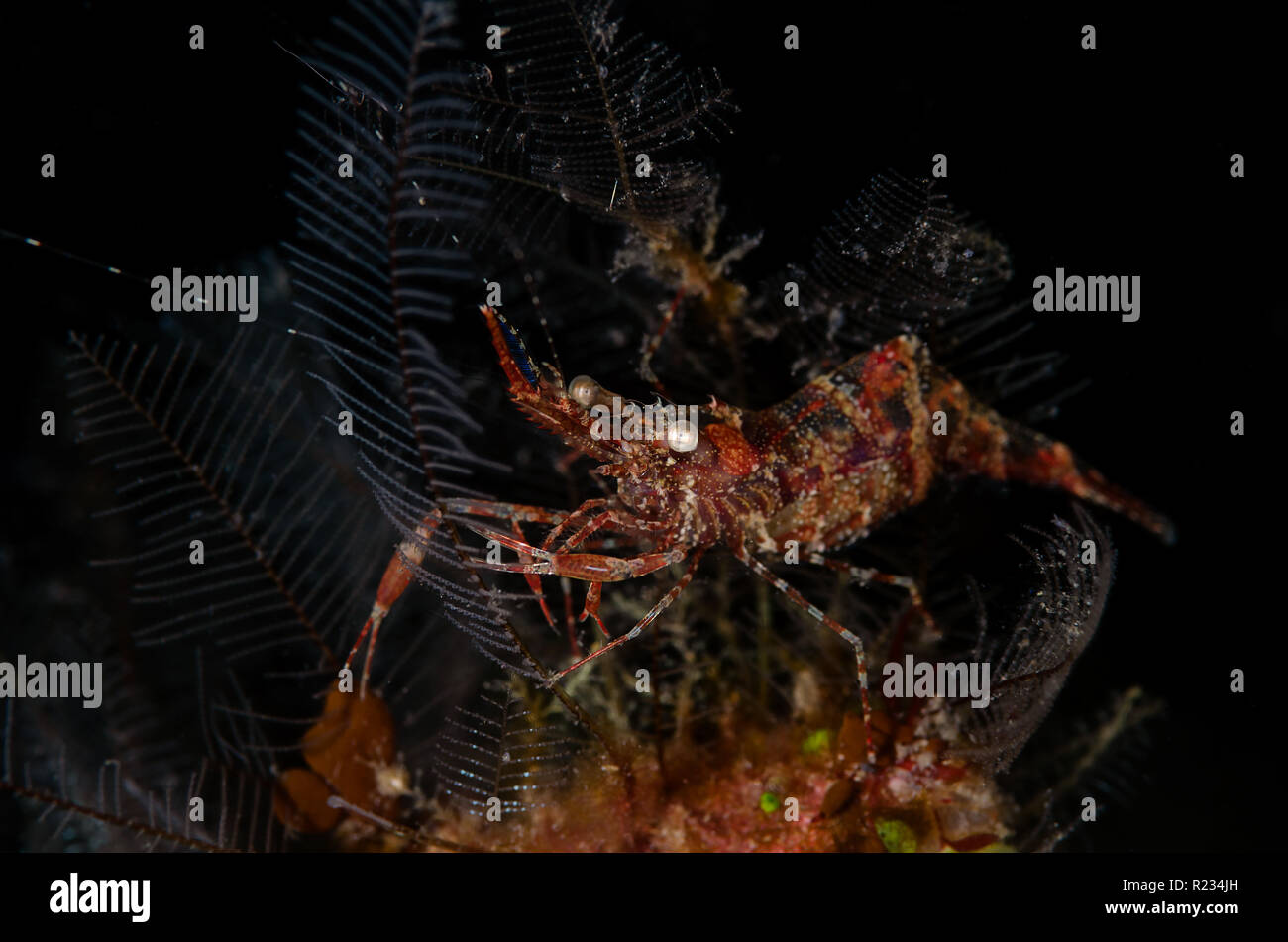 Gamberetti pulitore è un nome comune per un certo numero di nuoto crostacei decapodi, che pulire altri organismi di parassiti. Foto Stock