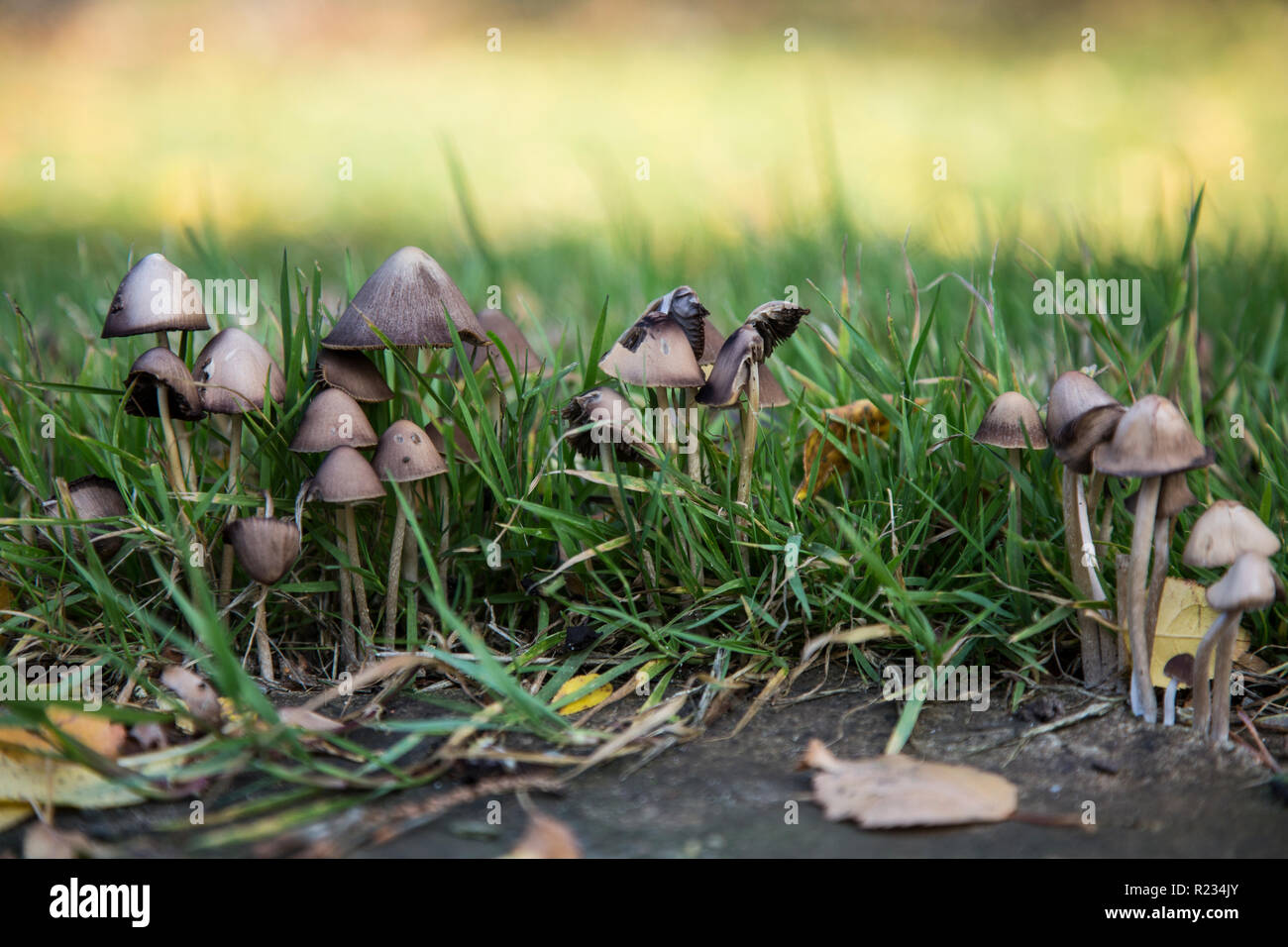 Piccolo marrone di funghi che crescono in giardino tra l'erba su una luminosa giornata d'estate con l'erba verde nella foto Foto Stock